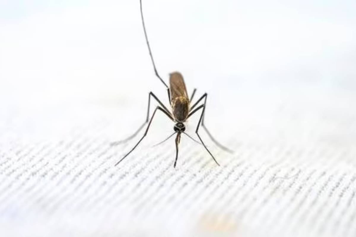 ¿Por qué los mosquitos te pican solo a vos? Un farmacéutico lo explica en las redes sociales