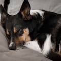 Los veterinarios coinciden al señalar dónde deben dormir los perros cuando hace frío