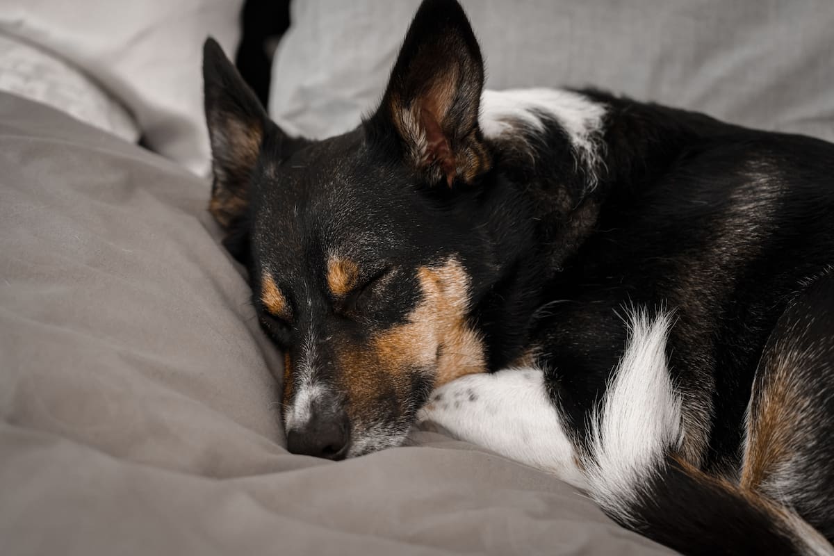 Por qué los perros deben dormir dentro de tu casa en épocas de frío