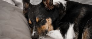 Los veterinarios coinciden al señalar dónde deben dormir los perros cuando hace frío