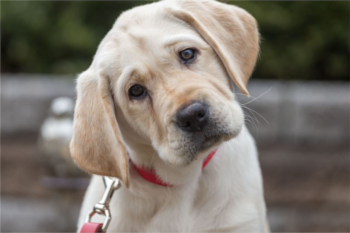 Por qué los perros inclinan la cabeza
