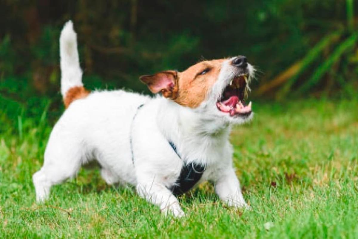 Por qué los perros ladran a algunas personas y a otras no