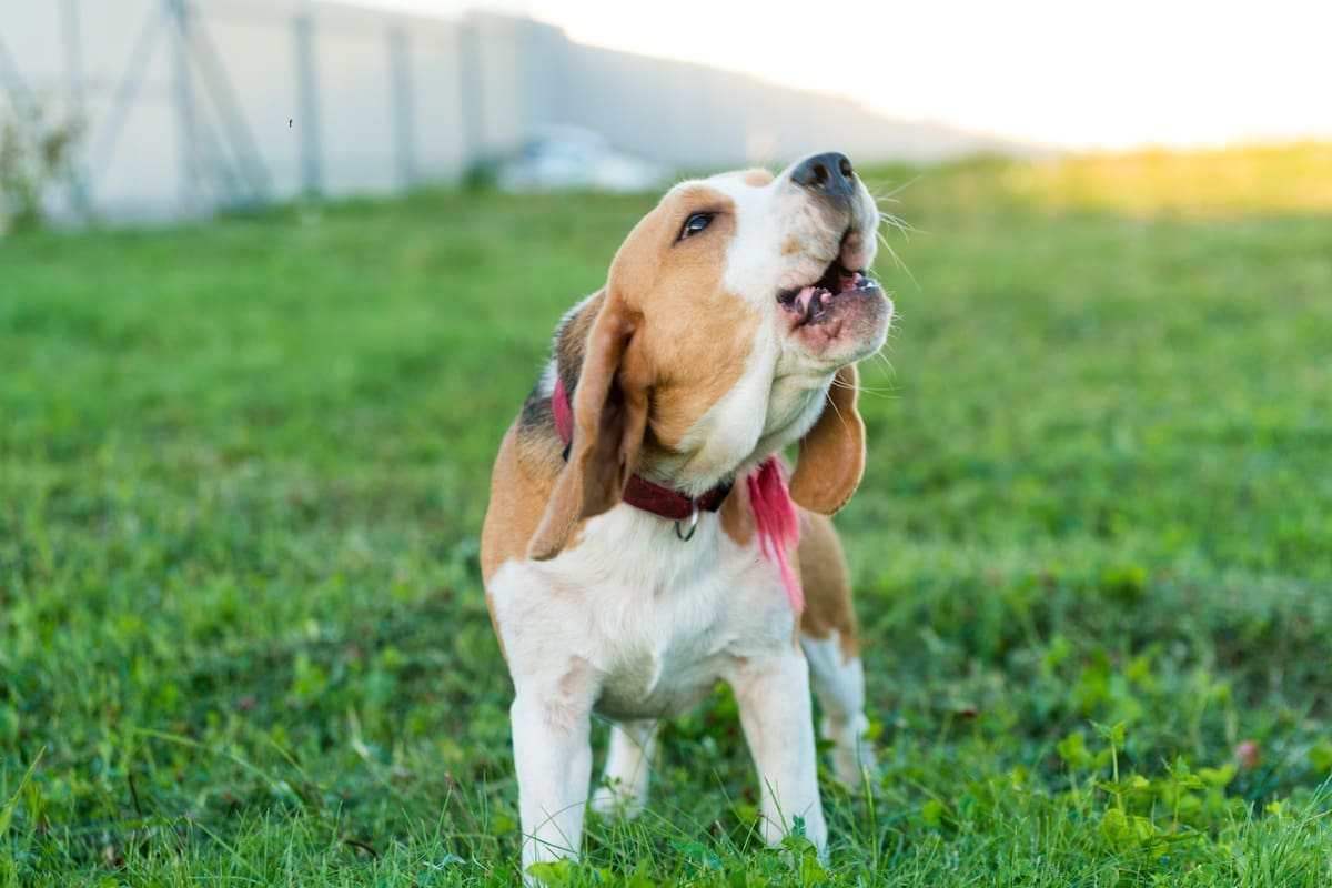 Por qué los perros ladran a ciertas personas, según especialistas