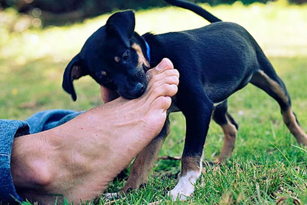 Por qué los perros le lamen los pies a sus dueños