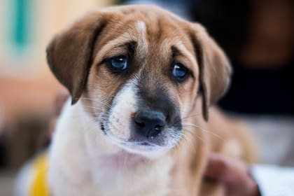 ¿Por qué los perros lloran cuando se va el dueño de la casa?