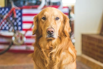 ¿Por qué los perros lloran de noche?