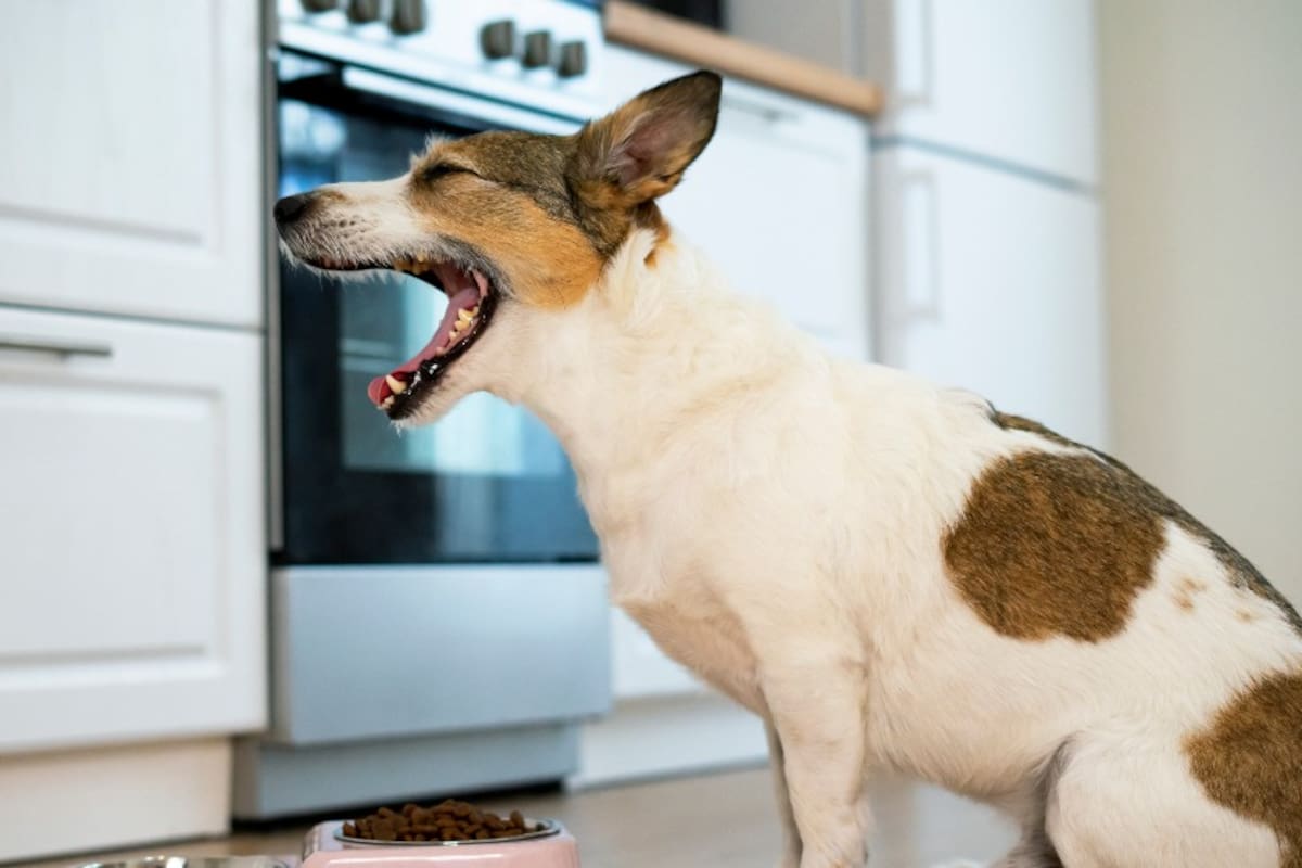 Por qué los perros no le ladran a todas las personas