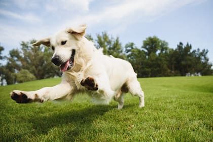 Por qué los perros se huelen la cola
