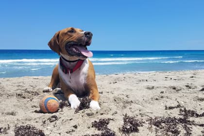 Por qué los perros tienen su día hoy
