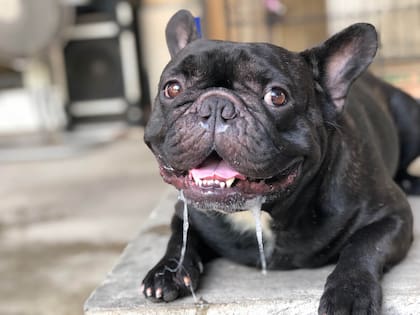 ¿Por qué mi perro babea tanto?