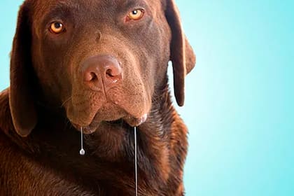 ¿Por qué mi perro babea tanto?