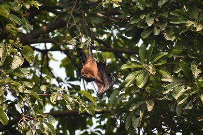 Por qué se asocia al murciélago con el mito del vampiro: la verdadera relación entre ambos