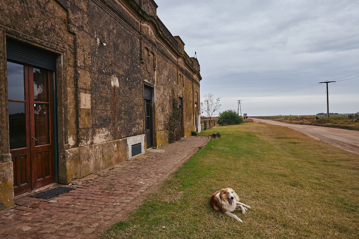 Por qué se celebra hoy el Día del Perro Callejero