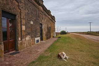 ¿Por qué se celebra hoy el Día del Perro Callejero?