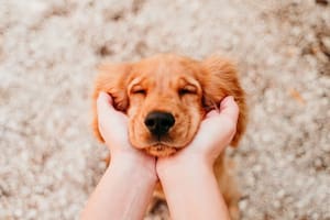 ¿Por qué se celebra hoy el Día Nacional del Perro?