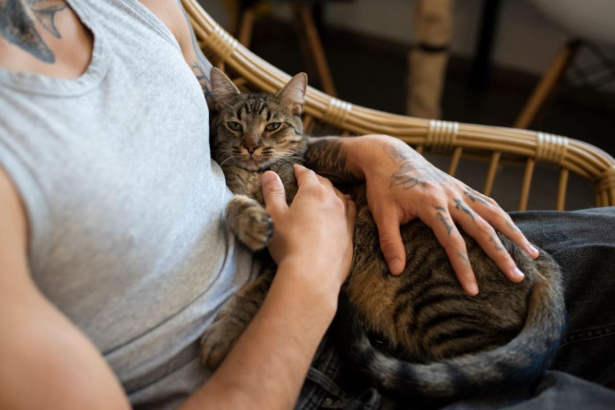 Por qué se le dice “michi” a los gatos: origen y difusión del término