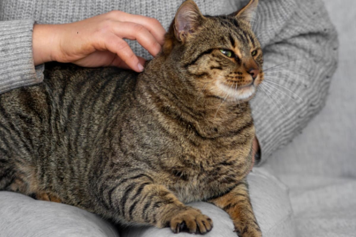 Por qué tu gato duerme sobre tus pies y qué revela ese gesto