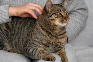 Por qué tu gato duerme sobre tus pies y qué revela ese gesto