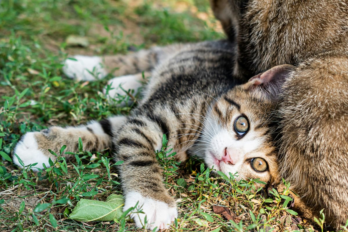 ¿Por qué vomitan trasparente los gatos?