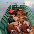 La fecha límite que obliga a una región a sacar 11.000 vacas en medio de la urgencia por la crecida del Paraná