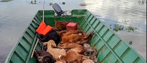 La fecha límite que obliga a una región a sacar 11.000 vacas en medio de la urgencia por la crecida del Paraná