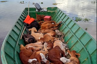 La fecha límite que obliga a una región a sacar 11.000 vacas en medio de la urgencia por la crecida del Paraná