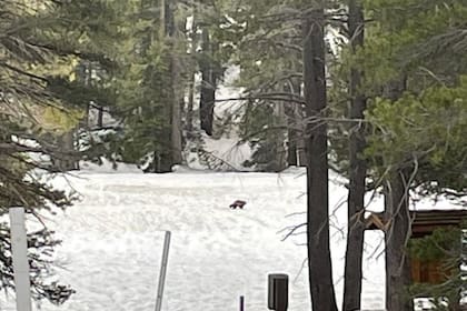 Por segunda vez en el último siglo, volvió a aparecer un glotón en California