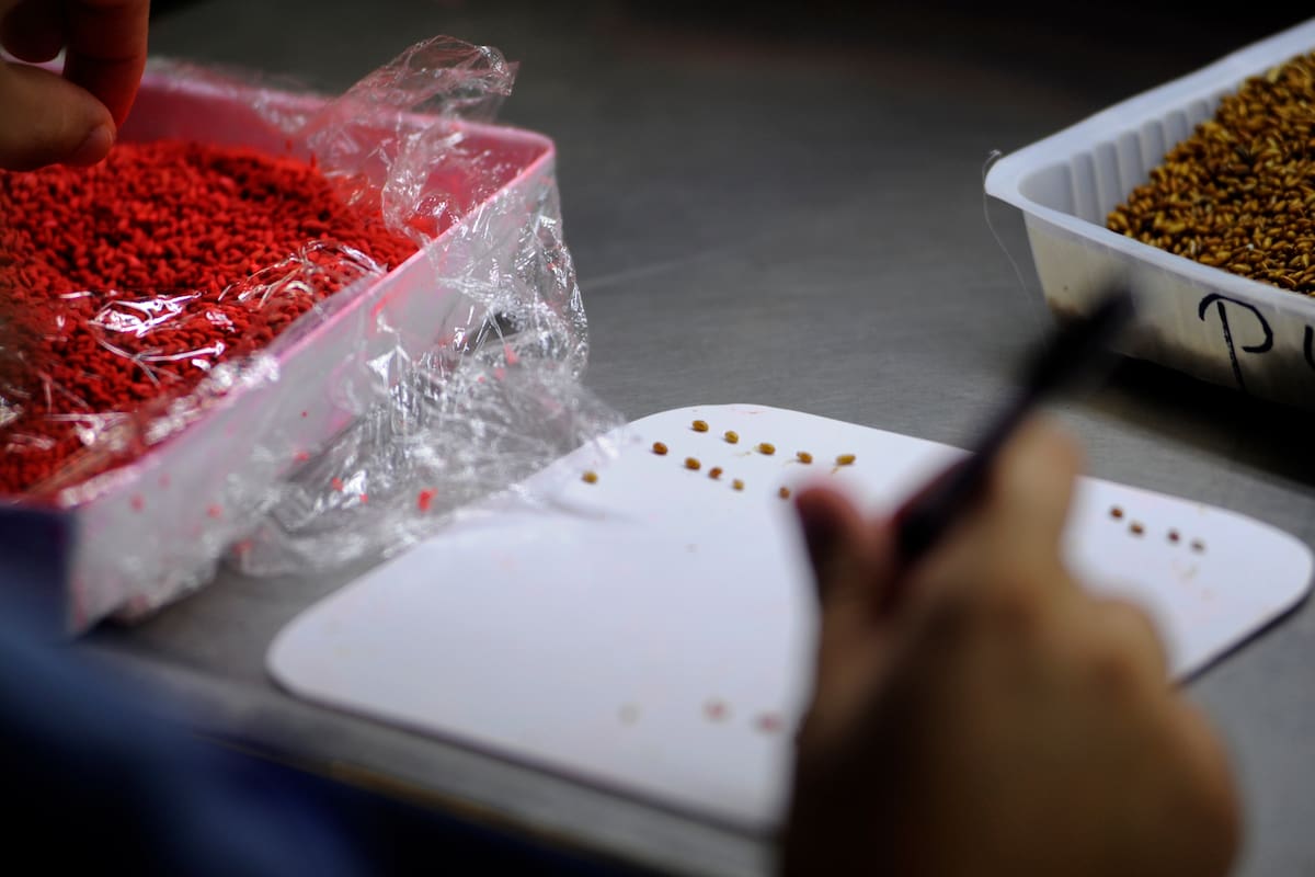 Por semana se producen y liberan millones de insectos estériles para que Mendoza pueda controlar una plaga que impacta en las frutas. Se busca mantener un reconocimiento internacional que permite exportar a naciones líderes.