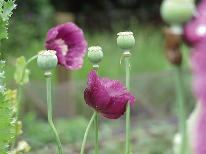 Por ser muy fáciles de cultivar y generosas en su floración, las amapolas se recomiendan para quienes quieran iniciarse en los jardines de estilo agreste