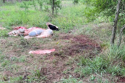 Por sexta vez le faenaron una vaca a un productor en Córdoba