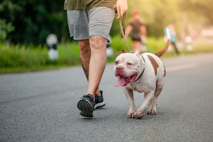 Por su contextura, los pitbull y los perros de razas mixtas presentan el mayor riesgo de morder y causar más daños, según un informe elaborado por la Universidad Estatal de Ohio
