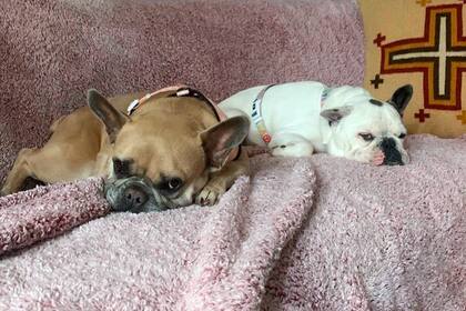 Por su morfología, los perros pug o carlinos, como los bulldog, también son propensos a sufrir problemas de salud