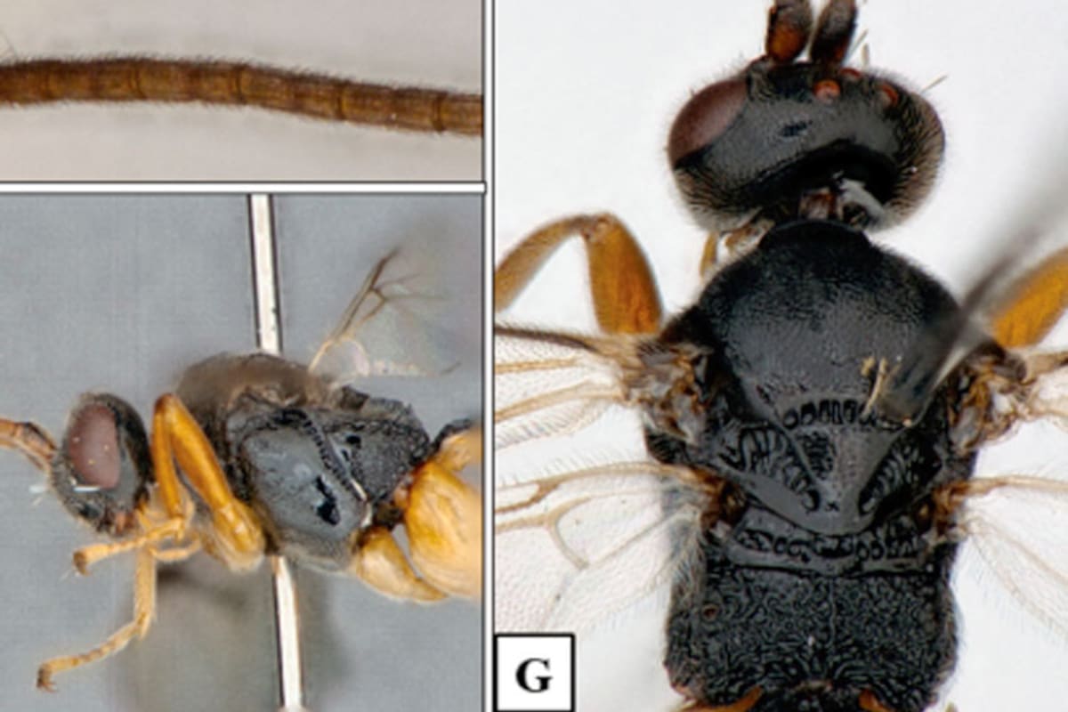 Por su temible aspecto y sus hábitos acuáticos, los científicos bautizaron a este nuevo tipo de avispa como Microgaster godzilla, en honor a la bestia de ciencia ficción que emerge de las profundidades