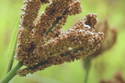 Por su tolerancia a condiciones de sequía, se siembra principalmente en las zonas subhúmedas y semiáridas de la Argentina