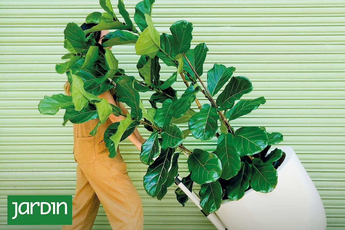Por su valor estético, las plantas tropicales son las más buscadas en los viveros