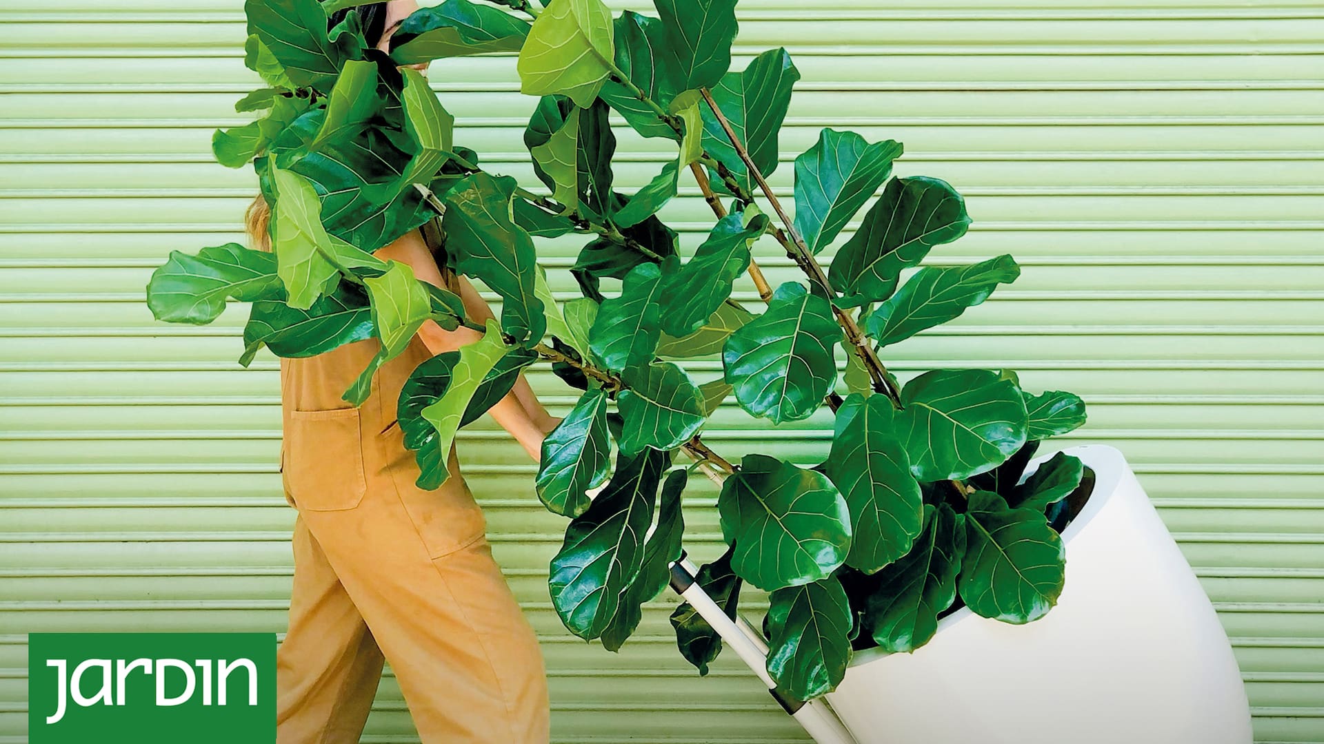 Por su valor estético, las plantas tropicales son las más buscadas en los viveros