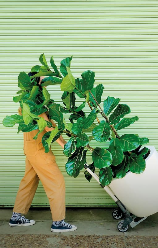 Por su valor estético, las plantas tropicales son las más buscadas en los viveros