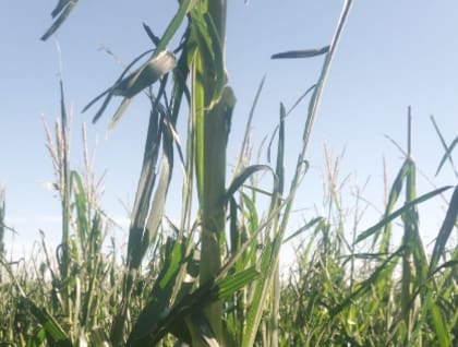 "Por suerte, las dos franjas de granizo pasaron por un mismo sector y en el maíz de primera solo afectó 20 hectáreas de las 280 que teníamos", dijo el productor