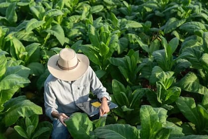 Por sus características, el tabaco puede ser aprovechado en la producción farmacéutica