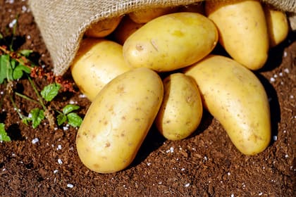 Por sus enormes propiedades, la papa (Solanum tuberosum) se popularizó en Europa y su consumo hizo que la población se duplicara.