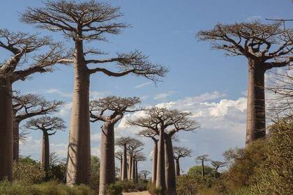 Por sus peculiares formas y gran altura los baobab son uno de los árboles más famosos del mundo