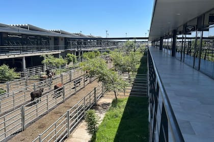 Por un lote de novillos de 473 kilos se pagó $2400