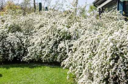 Por unas semanas, el follaje pasa a segundo plano y las ramas se convierten en auténticos ramilletes de flores