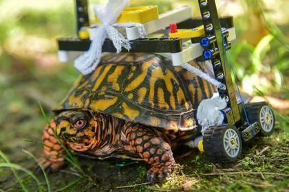 Por unos meses, la tortuga podrá movilizarse gracias a la ocurrencia de un veterinario