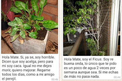 Por WhatsApp, su hermano le dejo minuciosas esquelas sobre qué hacer con cada planta. Él lo compartió en Twitter y los posteos se volvieron virales.