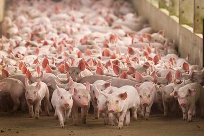 El sector porcino alertó que viven momentos de incertidumbre por los altos costos