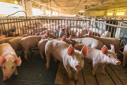 Un informe privado alertó sobre una enfermedad que afecta a la producción porcina