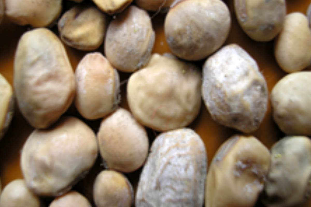 Poroto de soja dañado por hongos