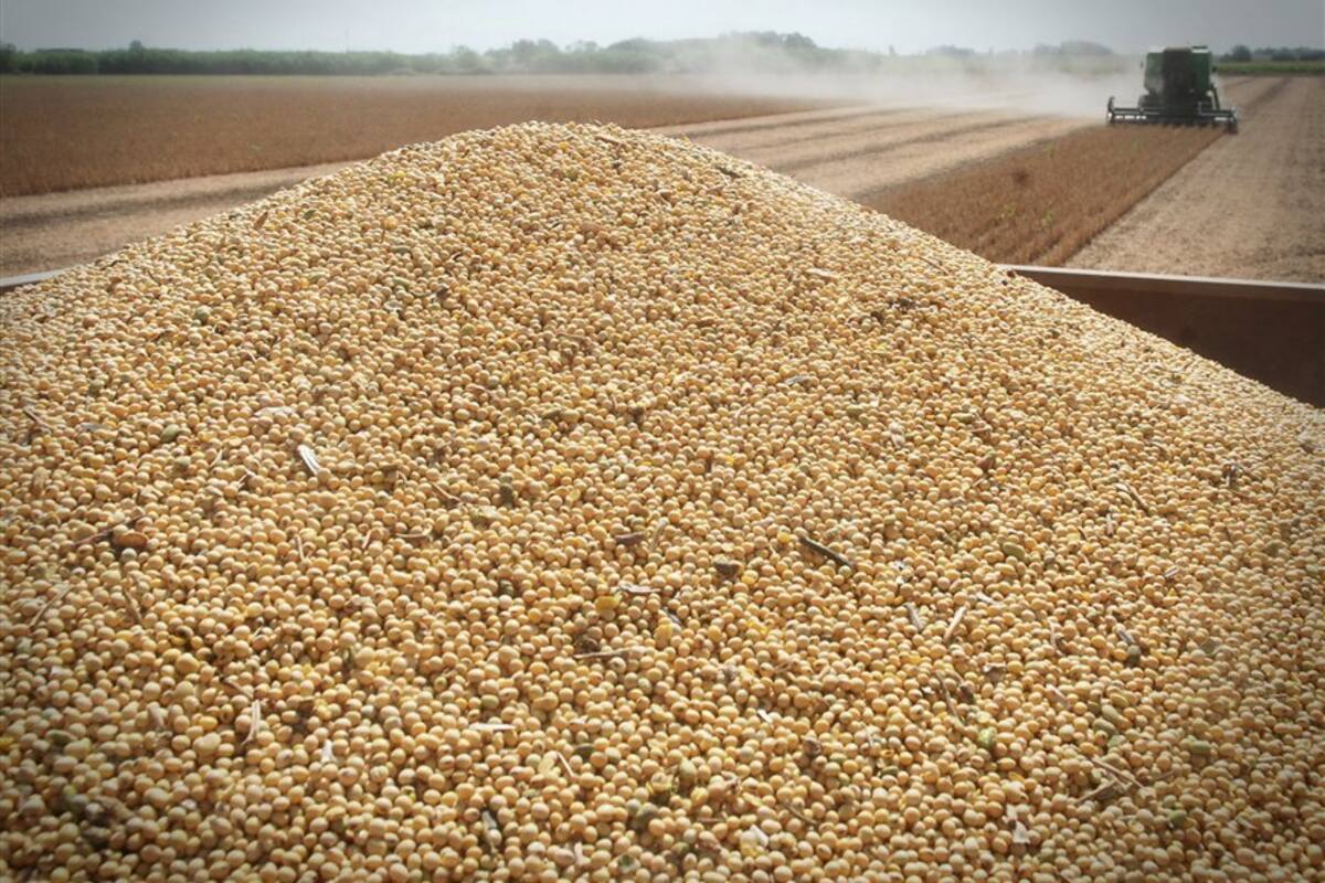 Porotos de soja, eslabones de una cadena