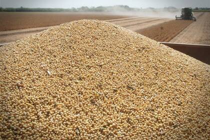 Porotos de soja, eslabones de una cadena
